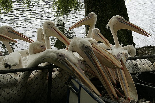 2005 Avifauna (9)